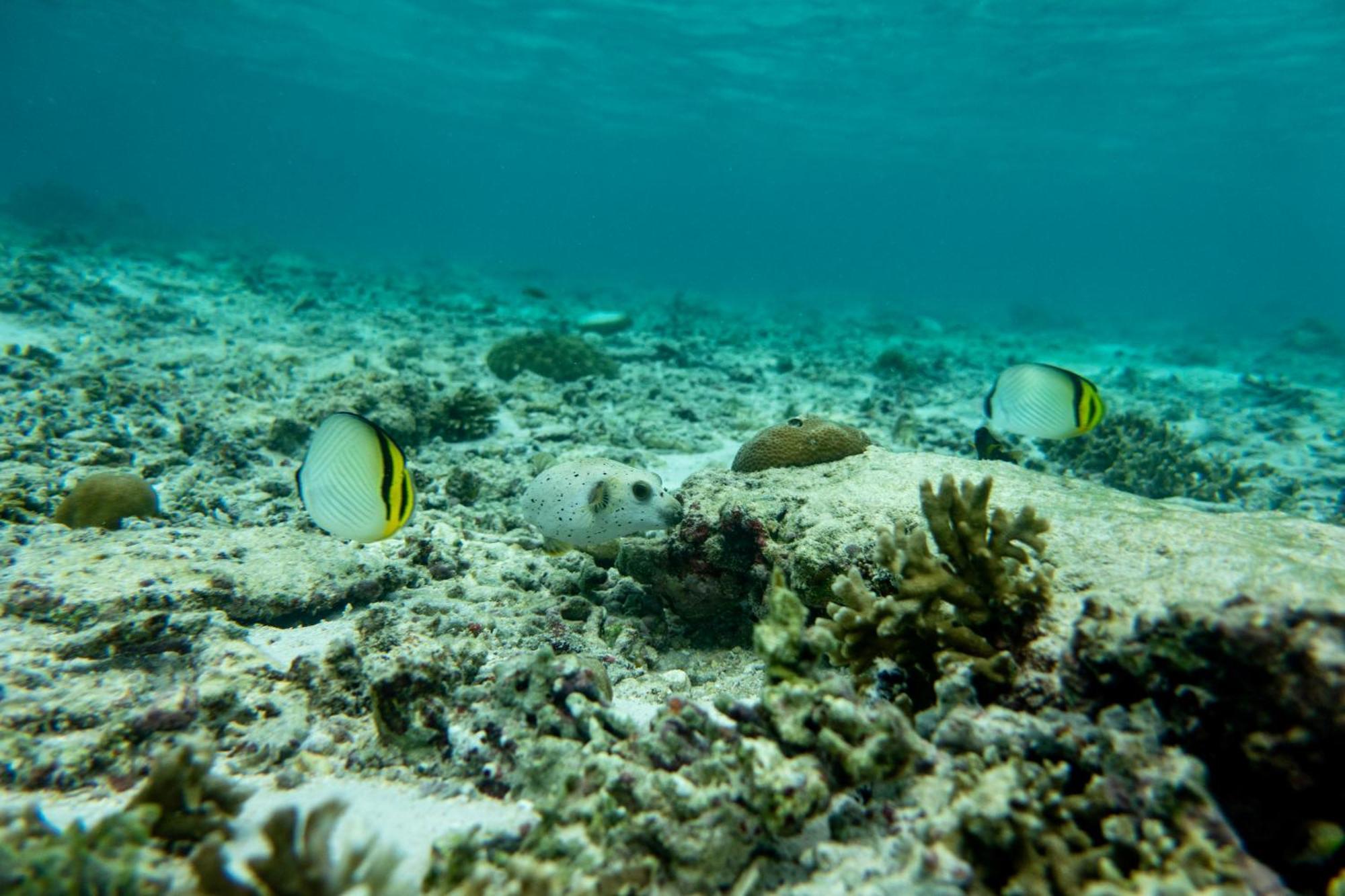 Ira Bungalows Pulau Banyak Alaban ภายนอก รูปภาพ